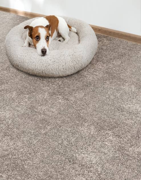 Brown and white terrier in donut bed on medium gray plush carpet