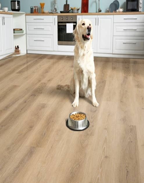 Dog sits by food bowl in kitchen with white cabinets and tan Hartford Clay LVP floors
