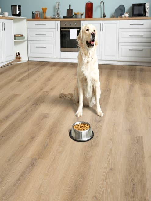 Dog sits by food bowl in kitchen with white cabinets and tan Hartford Clay LVP floors